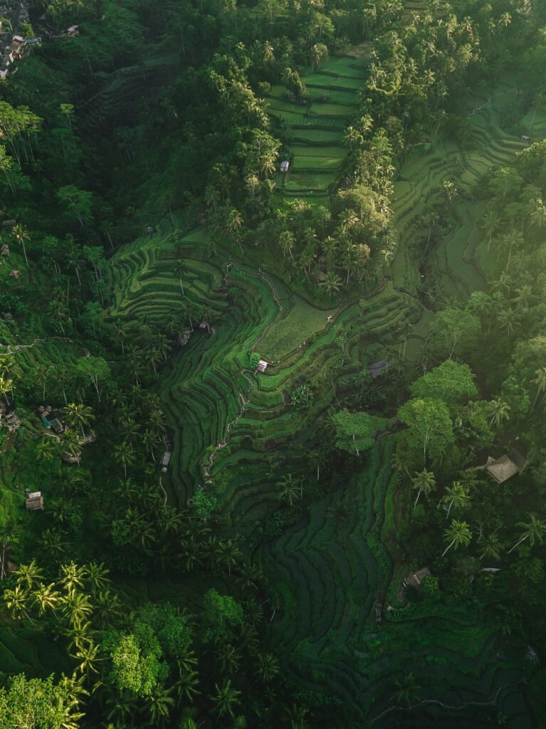 Aerial view of Tegalalang rice terraces, Bali, Indonesia