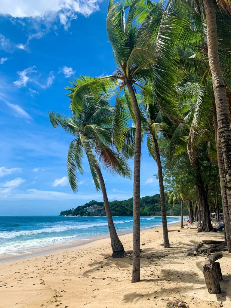 Palm trees on sandy beach, Phuket, Thailand