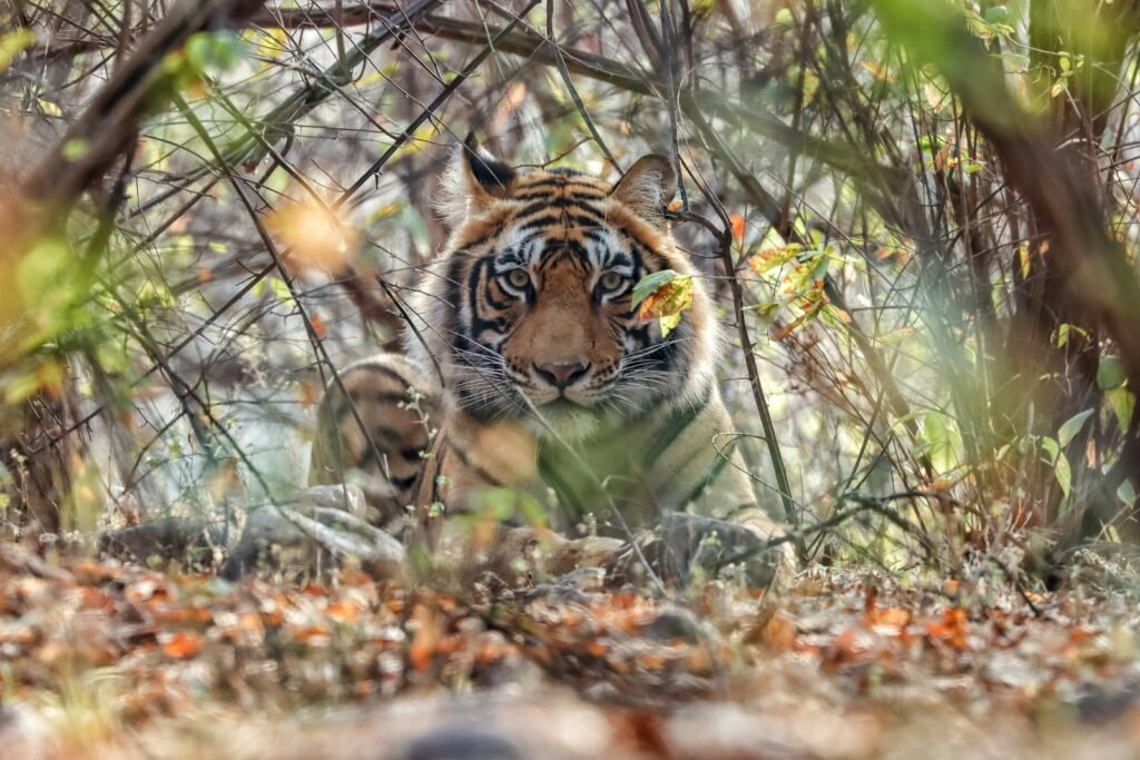 Tiger walking through forest, Bandhavgarh National Park, Madhya Pradesh