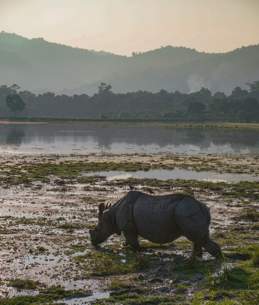 Rhinoceros in muddy grassland/wetland habitat, Kaziranga National Park, Assam