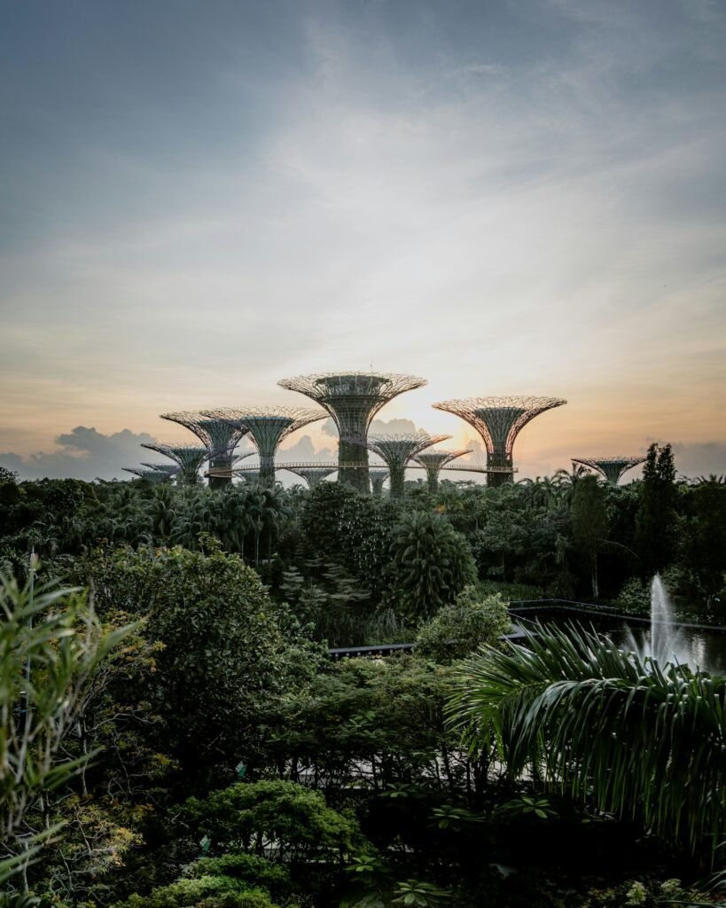 Supertree Grove structures at low sun, Gardens by the Bay, Singapore