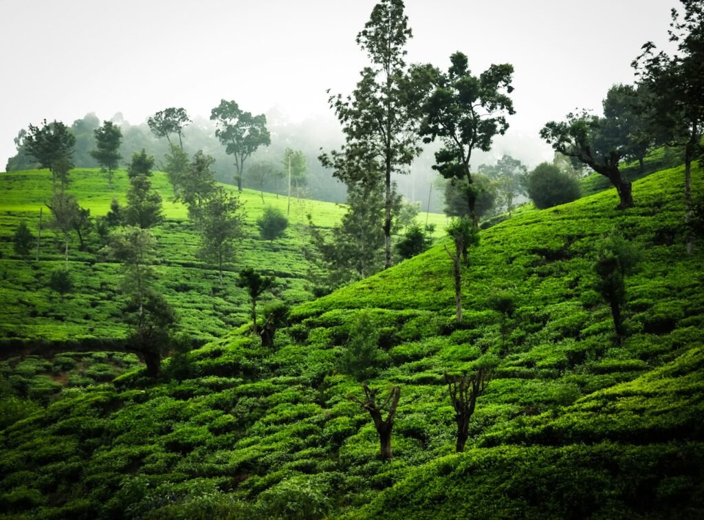 Lush green tea fields, Nuwara Eliya, Sri Lanka