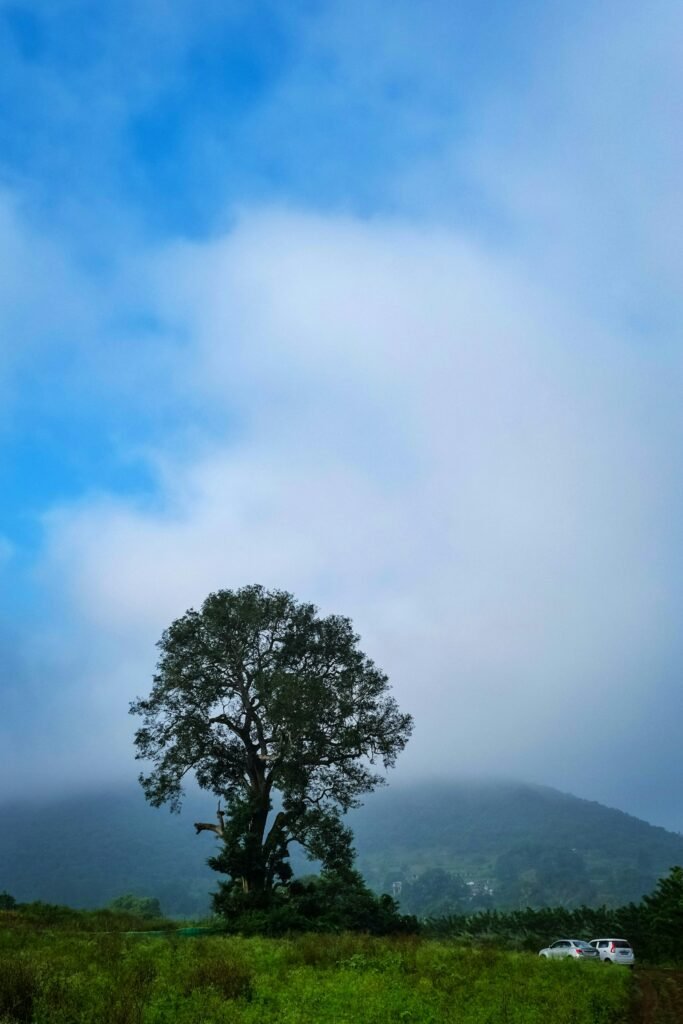 Lone tree in field with misty mountain backdrop, Lambasingi, Andhra Pradesh