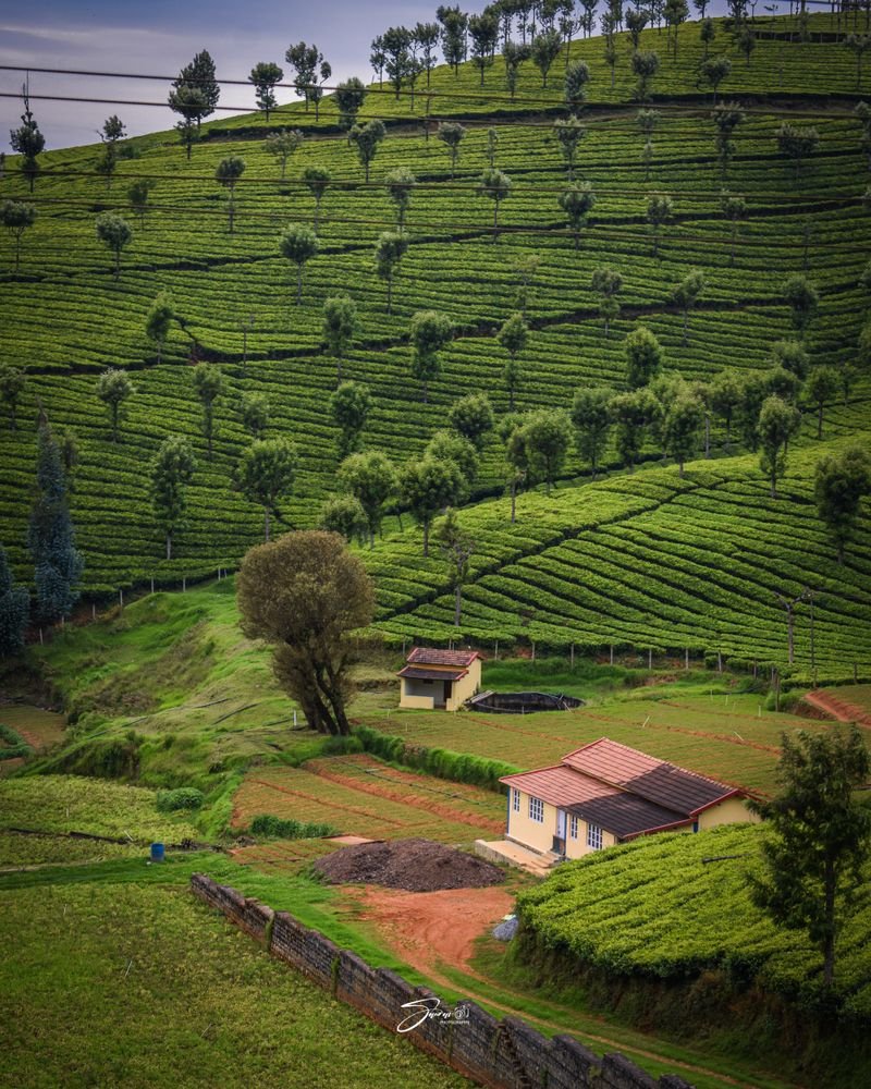 Tea plantation hills in Ooty