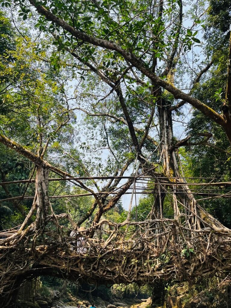 Living root bridge in Meghalaya