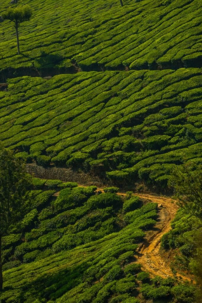 Munnar tea plantation hills, Kerala