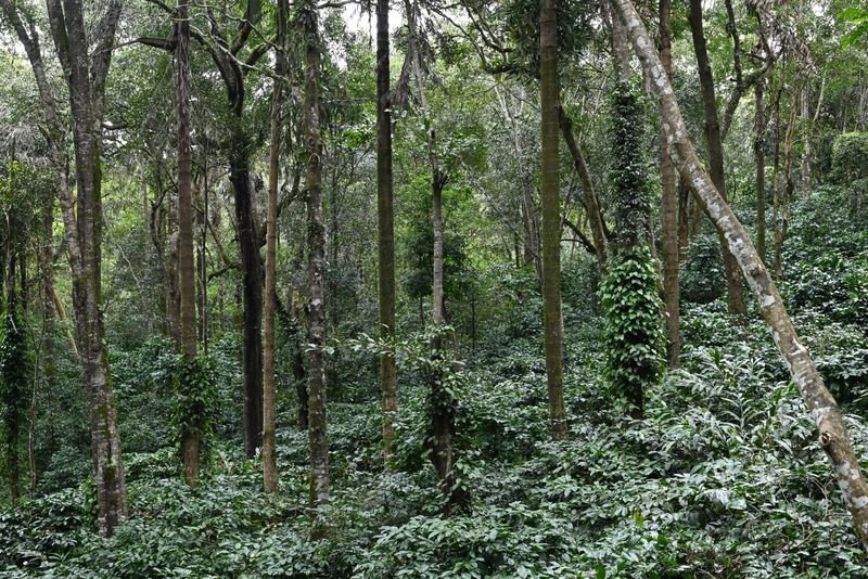 Coffee estate forest in Coorg